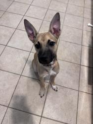 Found/Stray Male Dog last seen Converse St and Overbrook Rd, Greenville, SC 29607