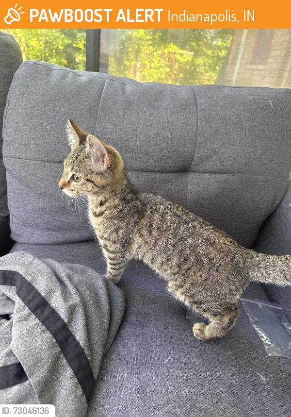 Found/Stray Female Cat last seen Near w 79th st, Indianapolis, IN 46268