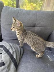 Found/Stray Female Cat last seen Near w 79th st, Indianapolis, IN 46268