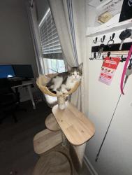 Lost Female Cat last seen Across the street from Britton plaza near the 7-11, Tampa, FL 33629