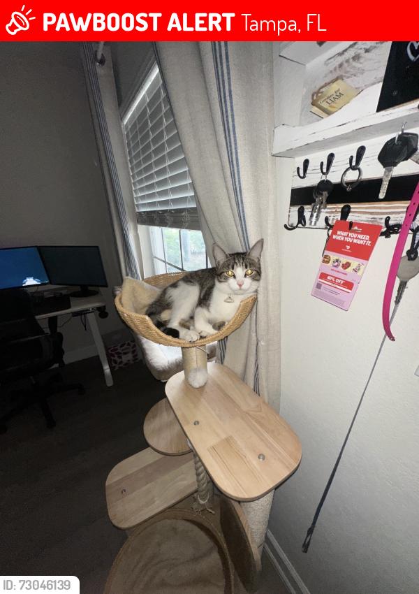 Lost Female Cat last seen Across the street from Britton plaza near the 7-11, Tampa, FL 33629