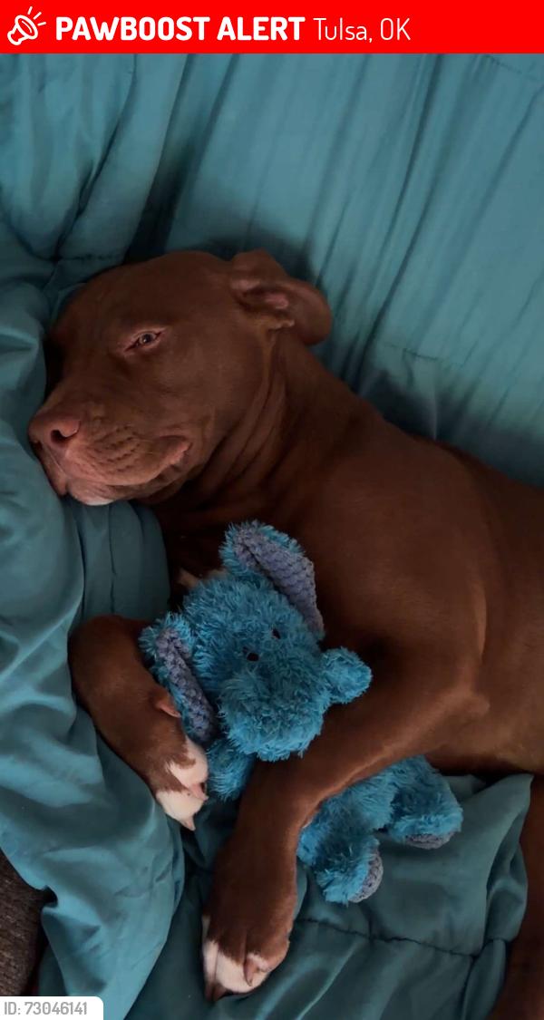Lost Male Dog last seen 2nd street, Tulsa, OK 74108