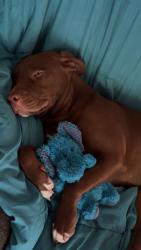 Lost Male Dog last seen 2nd street, Tulsa, OK 74108
