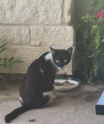 Found/Stray Unknown Cat last seen Louetta and Spring Cypress, Houston, TX 77429