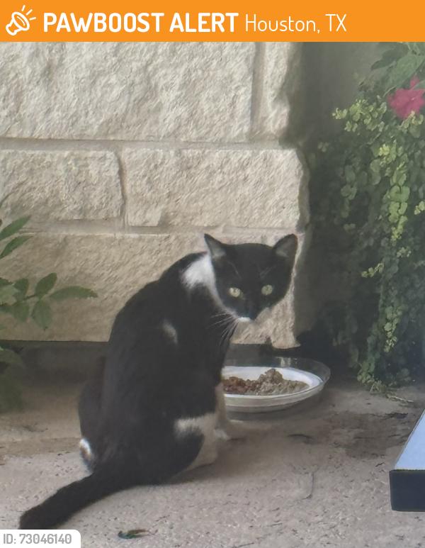 Found/Stray Unknown Cat last seen Louetta and Spring Cypress, Houston, TX 77429