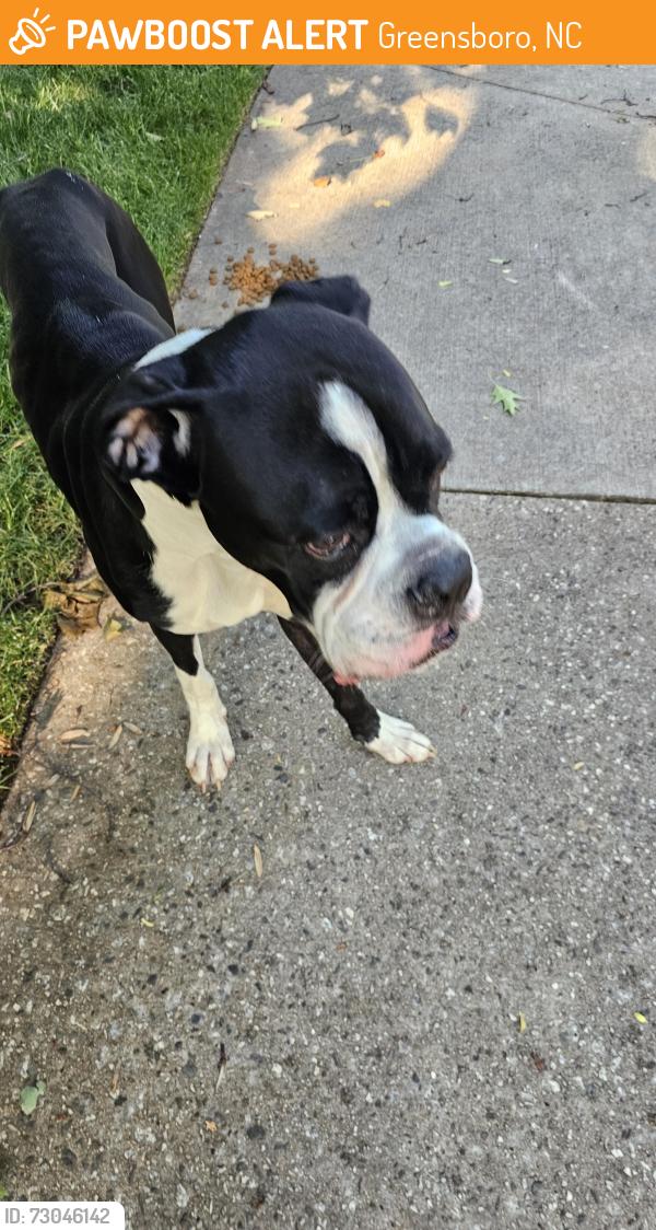 Found/Stray Male Dog last seen Loch Ridge Road and Elm, Greensboro, NC 27408