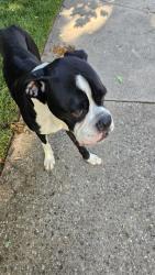 Found/Stray Male Dog last seen Loch Ridge Road and Elm, Greensboro, NC 27408