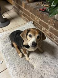 Reunited Male Dog last seen Bar H and Barnett Shoals Rd, Athens, GA 30605