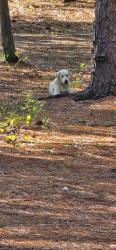 Found/Stray Male Dog last seen Off Ireland drive, next to HS entrance, Fayetteville, NC 28304