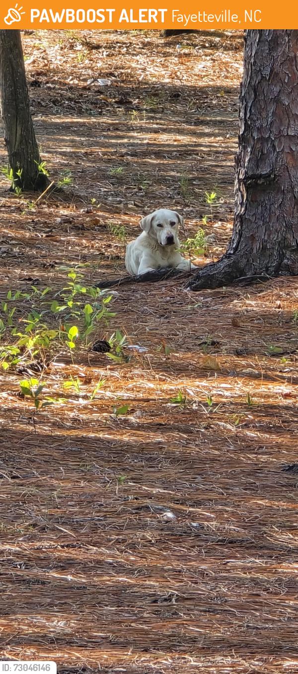 Found/Stray Male Dog last seen Off Ireland drive, next to HS entrance, Fayetteville, NC 28304