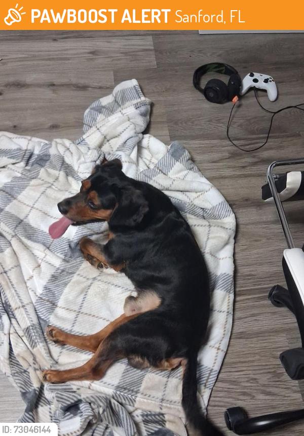 Found/Stray Male Dog last seen N ronald reagan, Sanford, FL 32773