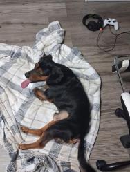 Found/Stray Male Dog last seen N ronald reagan, Sanford, FL 32773