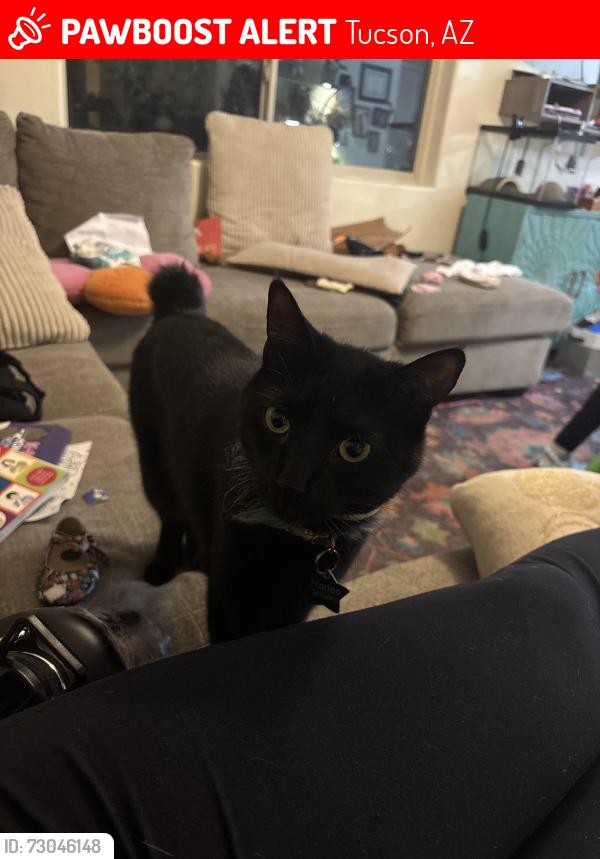 Lost Male Cat last seen Columbus and glenn, Tucson, AZ 85712