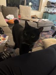 Lost Male Cat last seen Columbus and glenn, Tucson, AZ 85712