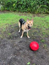 Reunited Female Dog last seen SW 5th street and ceiatus, Cape Coral, FL 33991