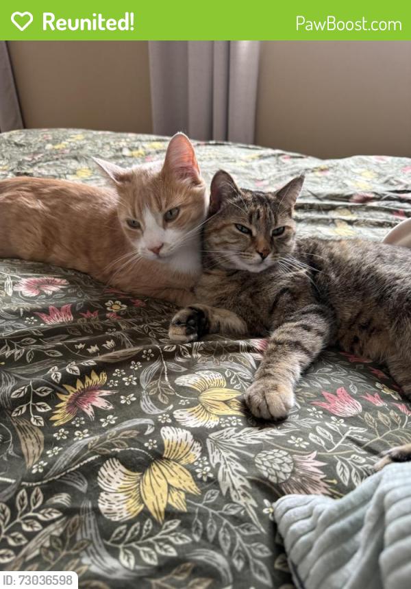 Reunited Male Cat last seen Bluebird Crescent, Sherwood Park, AB T8A