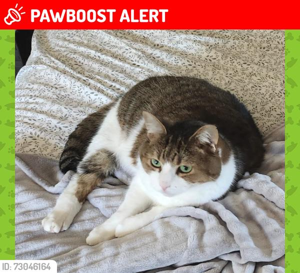 Lost Male Cat last seen Timber Hill Ct and Rolling Forrest Lane, Gwinnett County, GA 30047