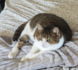 Lost Male Cat last seen Timber Hill Ct and Rolling Forrest Lane, Gwinnett County, GA 30047