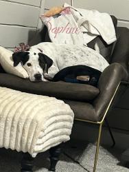 Reunited Female Dog last seen Near highway 92 and Combee, Lakeland, FL 33801