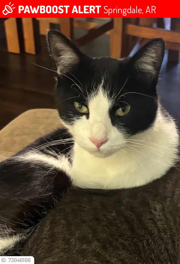 Lost Male Cat last seen Downum Rd/ Snavley Rd, Springdale, AR 72762