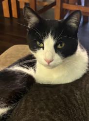 Lost Male Cat last seen Downum Rd/ Snavley Rd, Springdale, AR 72762