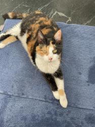 Lost Female Cat last seen Ng197pp , Pleasley, England NG19 7PP