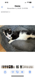 Lost Male Cat last seen Pewaukee and Morey, Waukesha, WI 53188