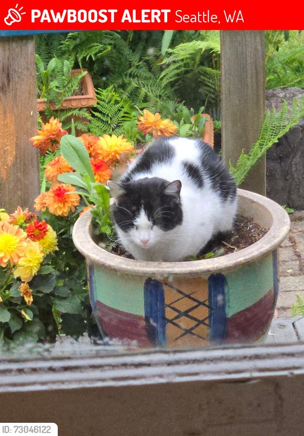 Lost Male Cat last seen Wallingford  43&Bagley Ave N, Seattle, WA 98103