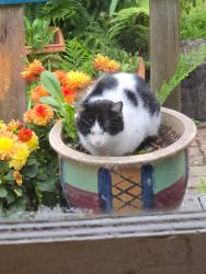 Lost Male Cat last seen Wallingford  43&Bagley Ave N, Seattle, WA 98103
