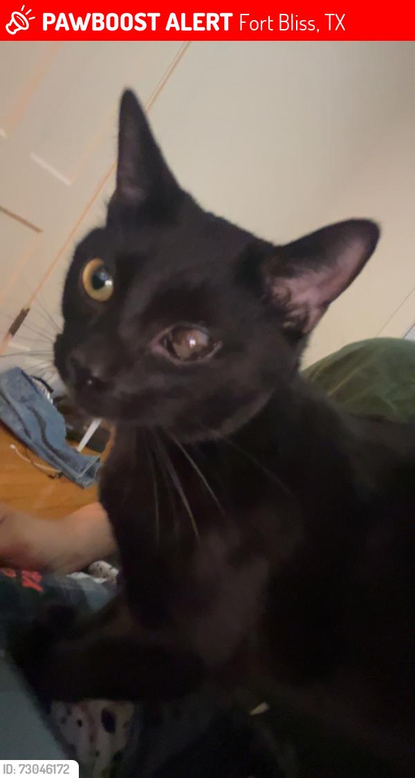 Lost Male Cat last seen Pershing rd in fort bliss, Fort Bliss, TX 79906