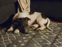 Found/Stray Male Dog last seen 60th and Swope Pkwy, Kansas City, MO 64130