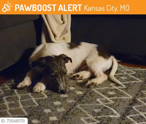 Found/Stray Male Dog last seen 60th and Swope Pkwy, Kansas City, MO 64130