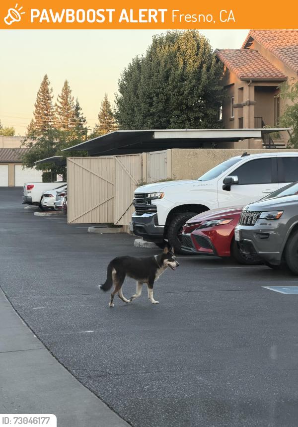Found/Stray Unknown Dog last seen Villa Lucia apmts, Fresno, CA 93722