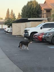 Found/Stray Unknown Dog last seen Villa Lucia apmts, Fresno, CA 93722