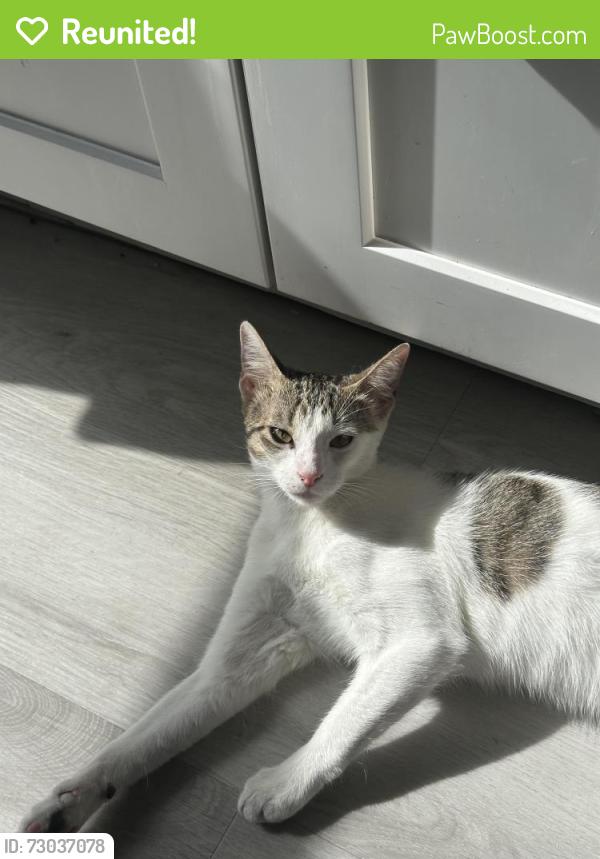 Reunited Female Cat last seen Chauncey street and Bushwick Avenue, Brooklyn, NY 11207