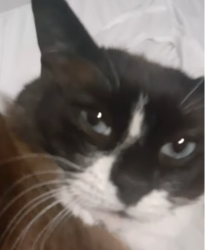 Lost Male Cat last seen near the sultan high school, Sultan, WA 98294