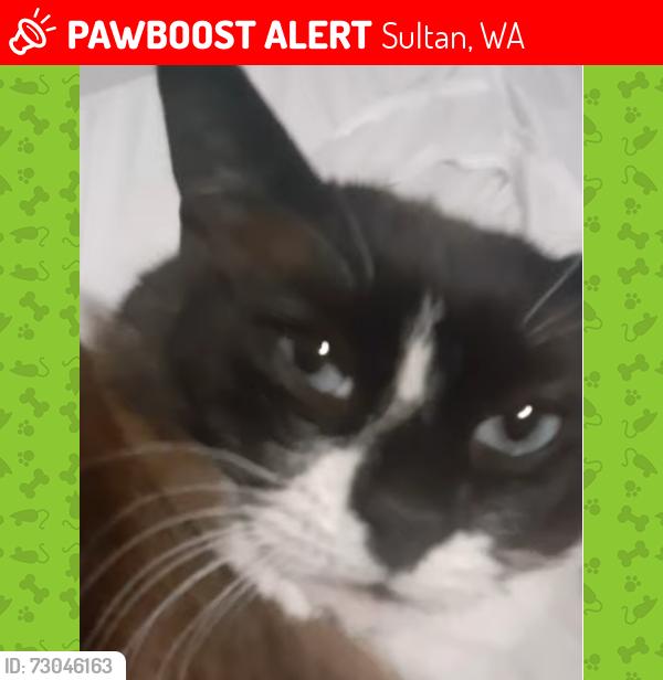 Lost Male Cat last seen near the sultan high school, Sultan, WA 98294