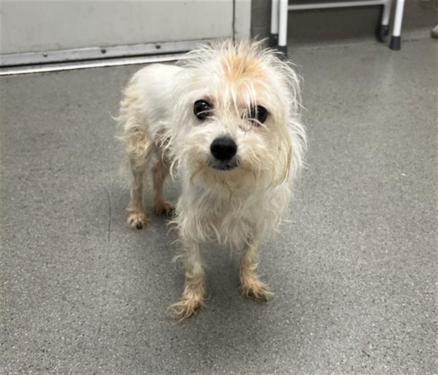 Shelter Stray Male Dog last seen PALOU X JENNINGS, 1419 Bryant St, San Francisco, CA 94103, USA