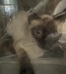 Shelter Stray Female Cat last seen , 957 N Gaffey St, San Pedro, CA 90731, USA