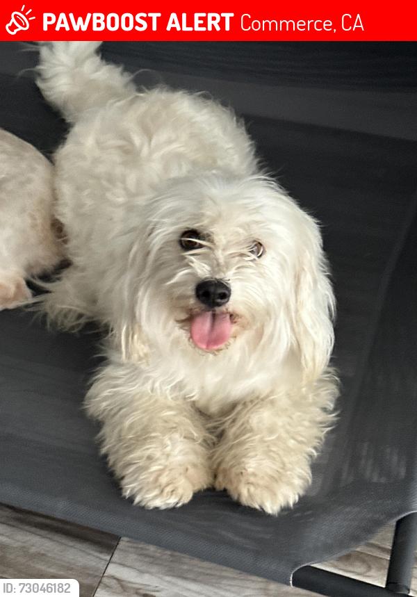 Lost Female Dog last seen Atlantic and Olympic, East Los Angeles, CA 90022
