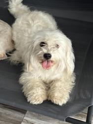 Lost Female Dog last seen Atlantic and Olympic, East Los Angeles, CA 90022