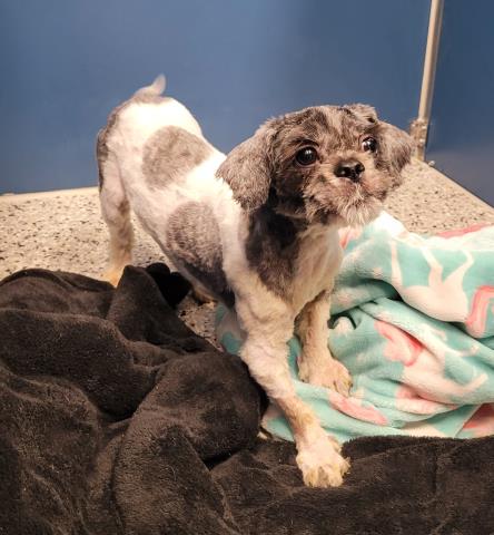 Shelter Stray Male Dog last seen Near BLOCK APPLETON ST, DETROIT MI 48223, 7401 Chrysler Dr, Detroit, MI 48211, USA