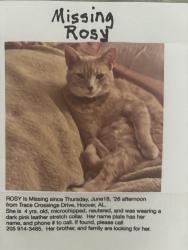 Lost Female Cat last seen Trace Crossings Dr. and Trace Crossings Trail, Hoover, AL 35244