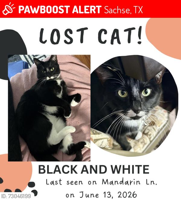 Lost Female Cat last seen Sachse Rd. , Sachse, TX 75048