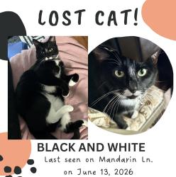 Lost Female Cat last seen Sachse Rd. , Sachse, TX 75048