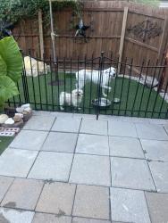 Lost Male Dog last seen Near picketts dr , Mesquite, TX 75149