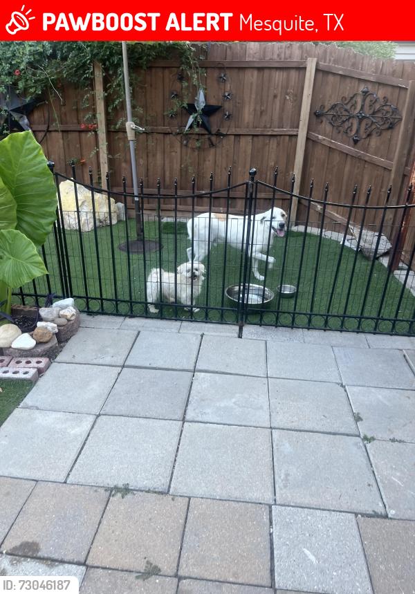 Lost Male Dog last seen Near picketts dr , Mesquite, TX 75149