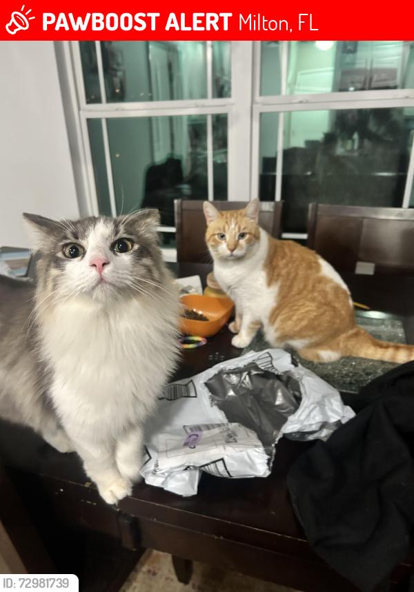 Lost Male Cat last seen Foxglove rd. Near dollar general , Milton, FL 32570