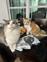 Lost Male Cat last seen Foxglove rd. Near dollar general , Milton, FL 32570