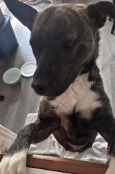 Found/Stray Female Dog last seen 10th and 16th Harbison, Indianapolis, IN 46219